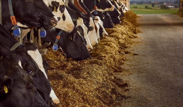 FEED MASTER - Familie Deutinger, Gurten