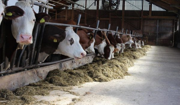 Rinderfütterung von Silofutter im Stall
