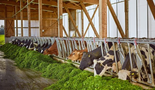 FEED MASTER - Familie Haselgruber, Lengau - Milchvieh frisst Frischfutter