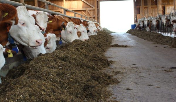 SILO GRIP - Familie Helminger