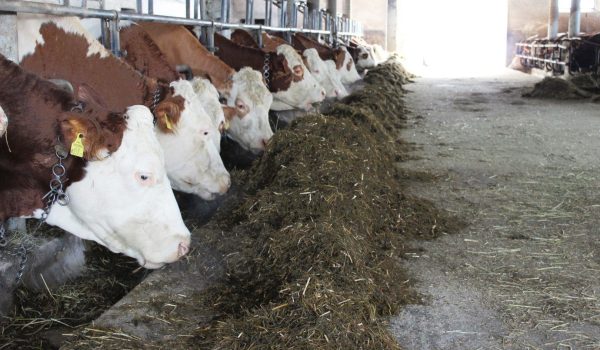 Futtermischwagen PROFI MIX - Familie Wührer, Burgkirchen - Milchvieh beim Fressen im Stall