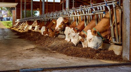 Vaches Fleckvieh en stabulation libre lors de l'affouragement par le mélangeur d'aliments PROFI MIX