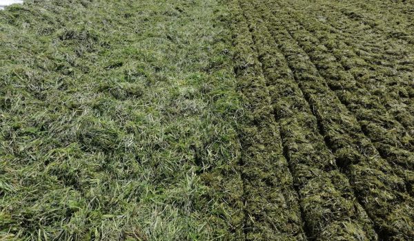 verdichtetes Futter im Fahrsilo