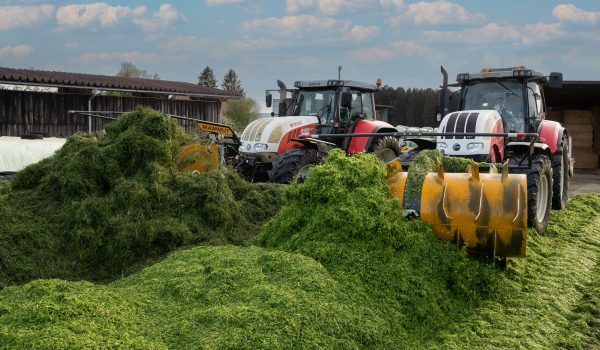 MAMMUT Futterernte XXL mit zwei Walzschlepper am Fahrsilo